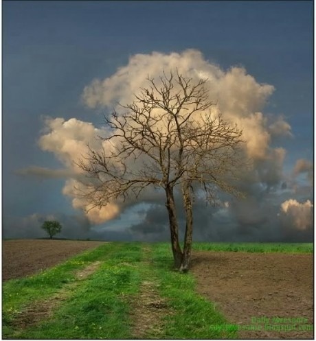 Облачное дерево