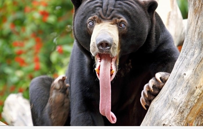 Язык у медведей