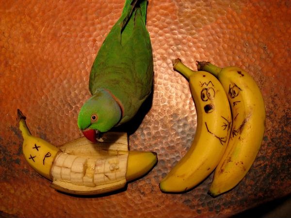 Попугай и бананы