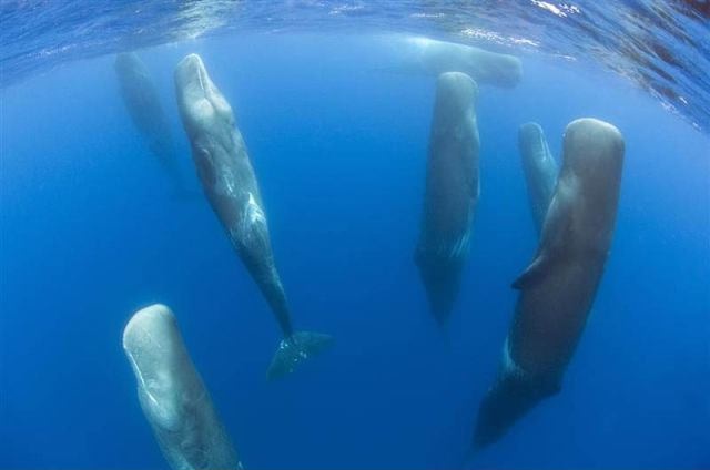 Сон китов