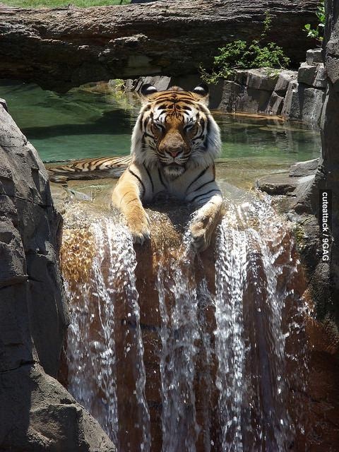 Тигр наслаждается водопадом