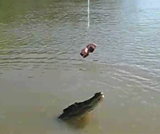 Игра с крокодилом