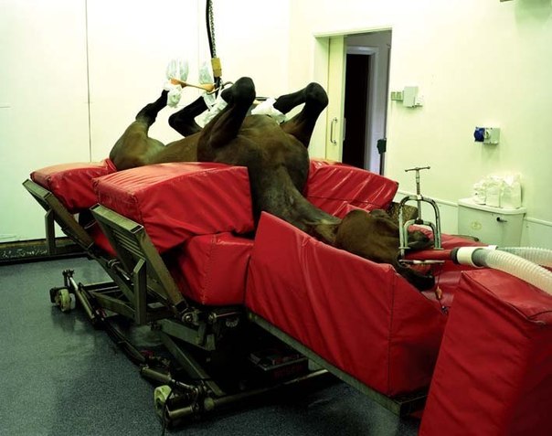 Операционный стол для лошади