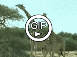 Жирафы дерутся