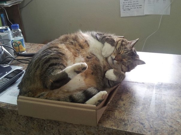 Жирный кот в коробке