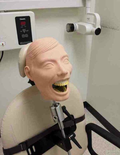 Учебный стоматолагический манекен