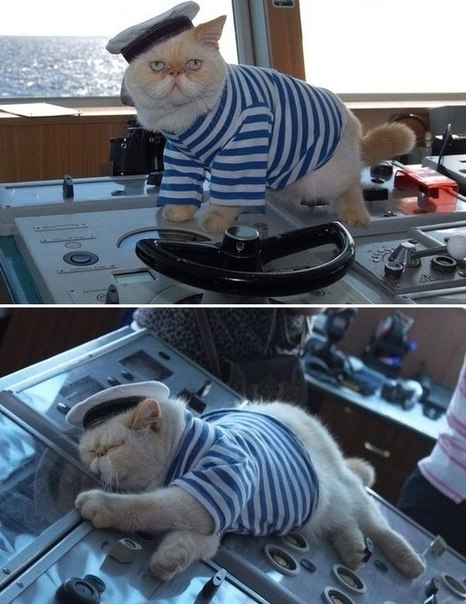 Капитанский кот :3 