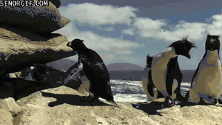 Грациозные пингвины