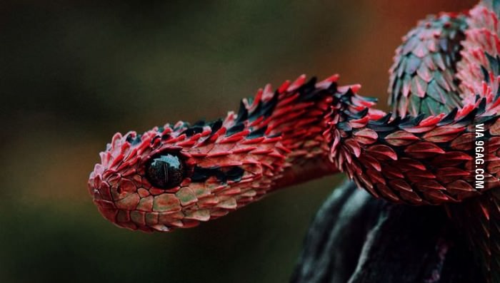 Фотогеничный змей