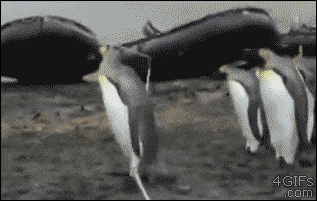 Пингвины и веревка
