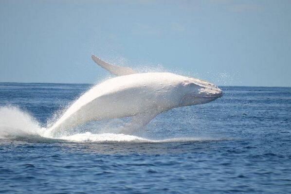 Migaloo - белый кит