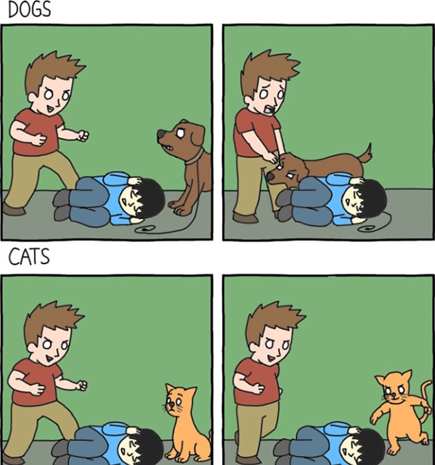 Собаки и кошки