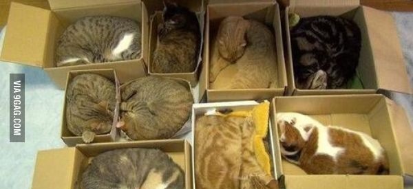 Хранение котов