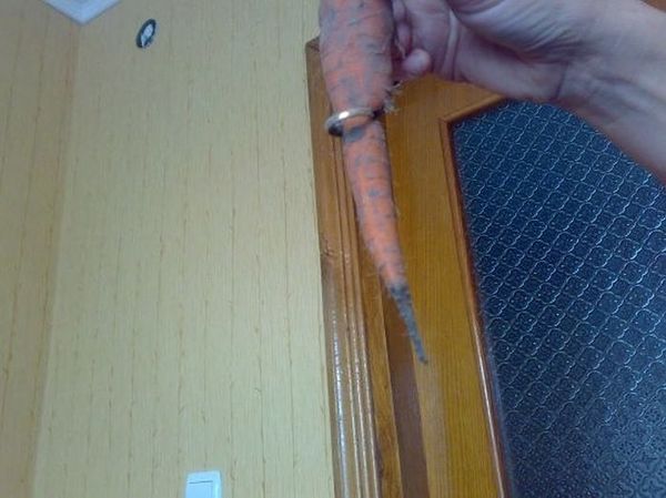 Морковка нашла потерянное кольцо